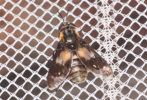 Réf. 288 350 : Chrysops caecutiens